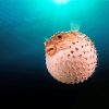 Pufferfish Underwater Diamond Painting