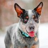Blue Heeler Dog Breed Diamond Painting
