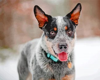 Blue Heeler Dog Breed Diamond Painting