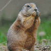 Cute Prairie Dog Diamond Painting