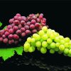 Grape Fruit Food Diamond Painting