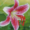 Pink Stargazer Lily Diamond Painting