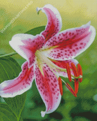 Pink Stargazer Lily Diamond Painting