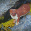 Ermine Short Tailed Weasel Alaska Diamond Painting
