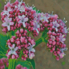 Pink Flowering Plant Valerian Diamond Painting