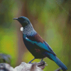 Tui New Zealand Bird Diamond Painting