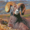 Wild Bighorn Sheep Diamond Painting