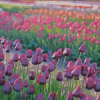 Purple Tulips In Field Diamond Painting