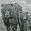 Black And White Bears Wildlife Diamond Painting