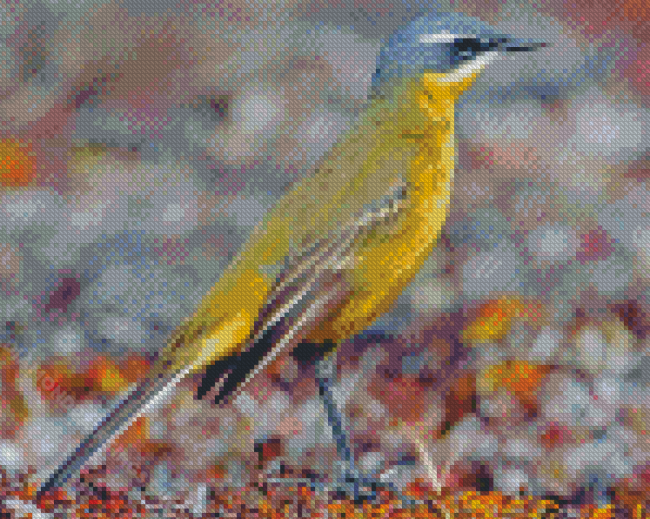 Eastern Yellow Wagtail Diamond Painting