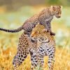 Leopard And Her Baby Diamond Painting