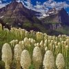 Mountains Beargrass Plants Diamond Painting