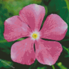 Periwinkle Plant Flower Diamond Painting