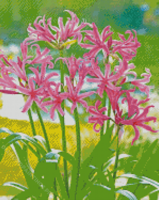 Pink Nerine Lily Flowering Plants Diamond Painting