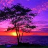 Purple Sunset Silhouette Diamond Painting