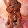 Red Mini Goldendoodle Puppy Diamond Painting