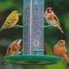 Siskin Goldfinches And Chaffinch Birds In Garden Diamond Painting