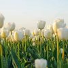 White Tulips Flowers Field Diamond Painting