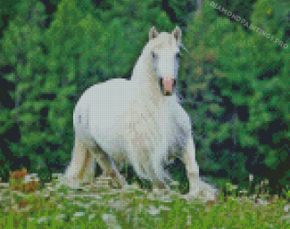 White Cob Horse Diamond Painting