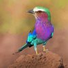 Aesthetic Lilac Breasted Roller Diamond Painting