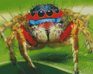 Colorful Spider Insect Diamond Painting