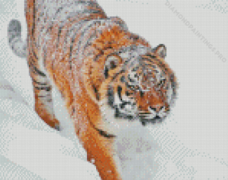 Tiger Animal In Snow Diamond Painting