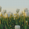 White Tulips Flowers Field Diamond Painting