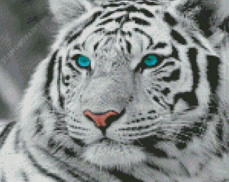 White Tiger Blue Eyes Diamond Painting