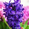 Close Up Purple Hyacinth Diamond Painting
