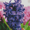 Close Up Purple Hyacinth Diamond Painting