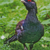 Western Capercaillie Diamond Painting