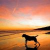 Dog In The Beach At Sunset Diamond Painting