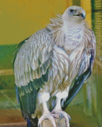 Himalayan Vulture Diamond Painting