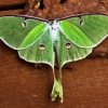 Luna Moth Insect Diamond Painting