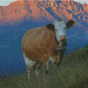 Simmental Cattle With Bell Diamond Painting