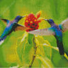 Couple Hummingbird Diamond Painting