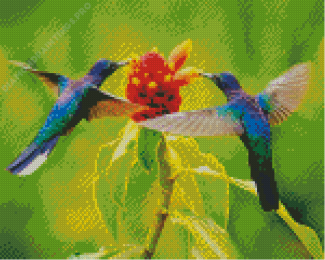 Couple Hummingbird Diamond Painting