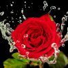 Water And Red Rose Diamond Painting