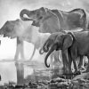Elephants Drinking In Pond Black And White Diamond Painting