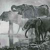 Elephants Drinking In Pond Black And White Diamond Painting
