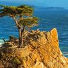 Monterey Tree Diamond Painting