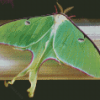 Moon Moth Insect Diamond Painting