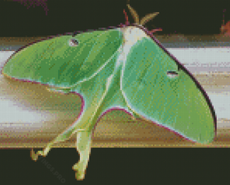 Moon Moth Insect Diamond Painting