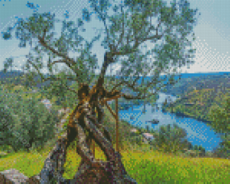 Olive Trees Landscape Diamond Painting