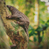 Pangolin Diamond Painting