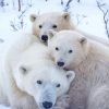 Polar Bear Mother Animals Diamond Painting