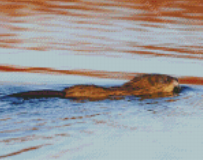 Swimming Muskrat Diamond Painting