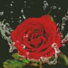 Water And Red Rose Diamond Painting