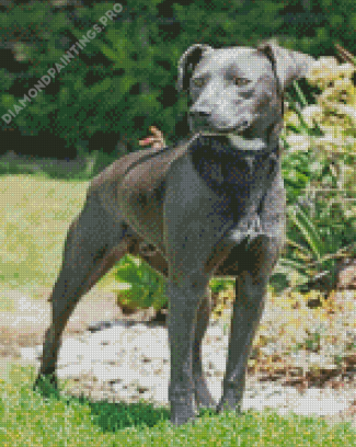 Black Bull Arab Dog Diamond Painting