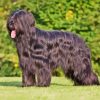 Bouvier Des Flandres With Long Hair Diamond Painting